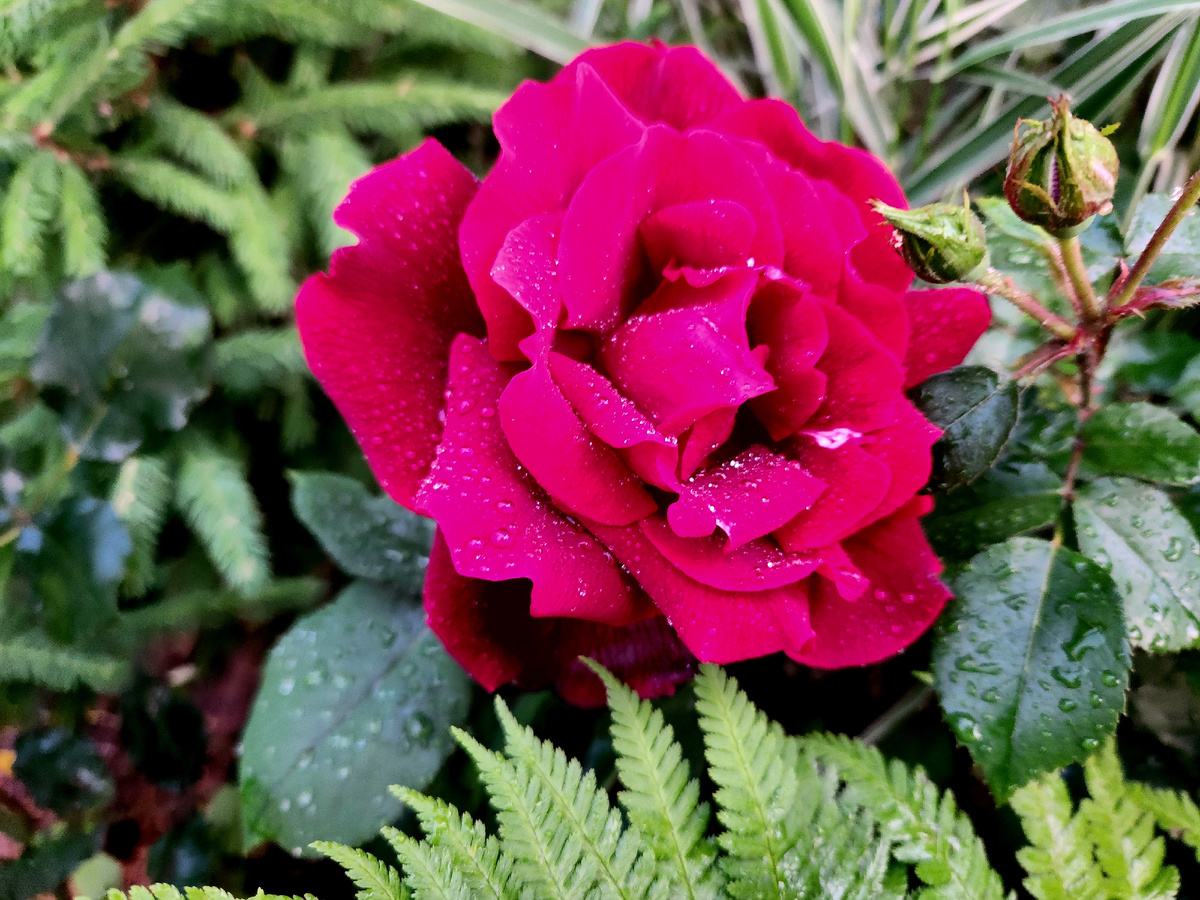 Papa Meilland в роспуске