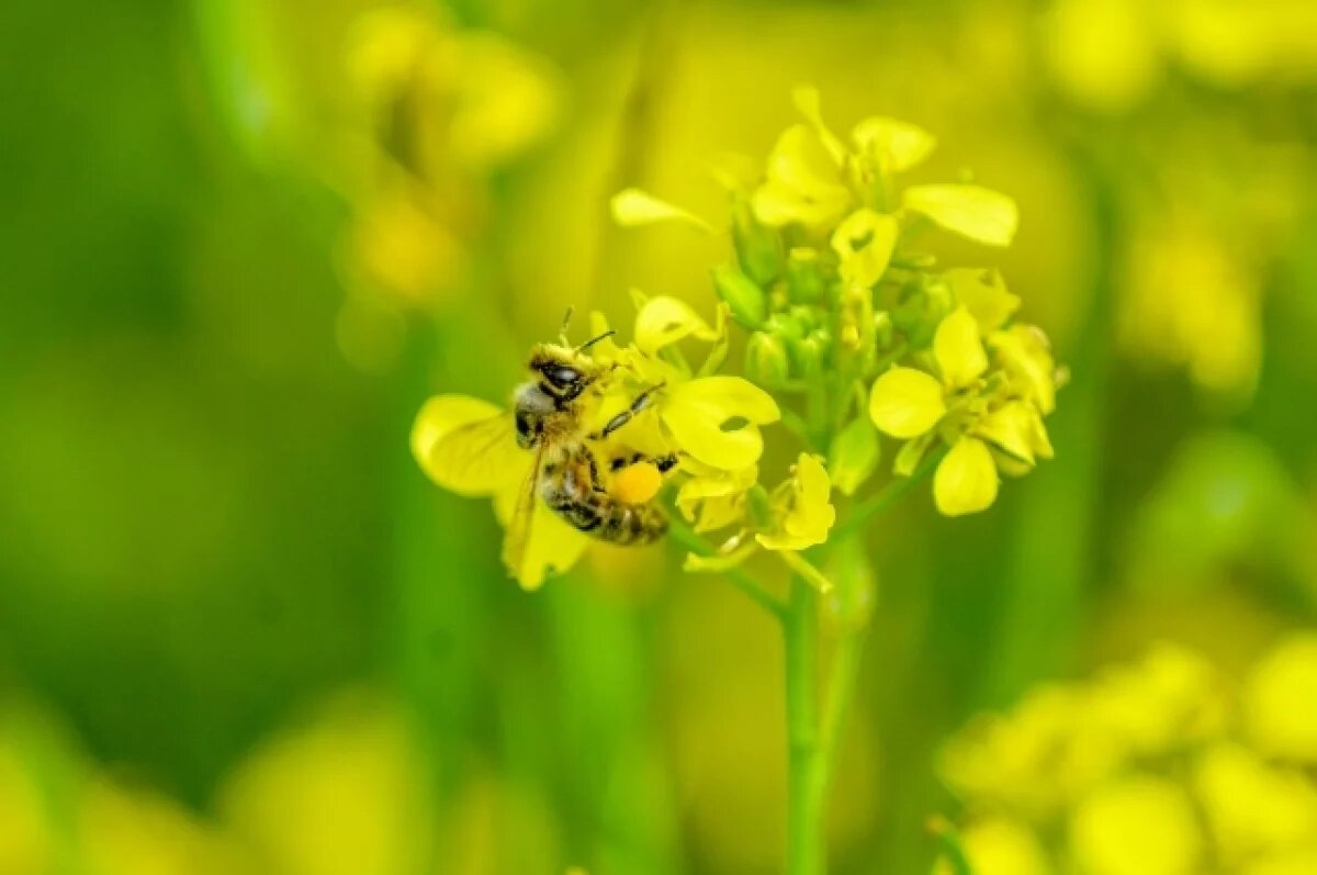    Укус смертельно опасен.