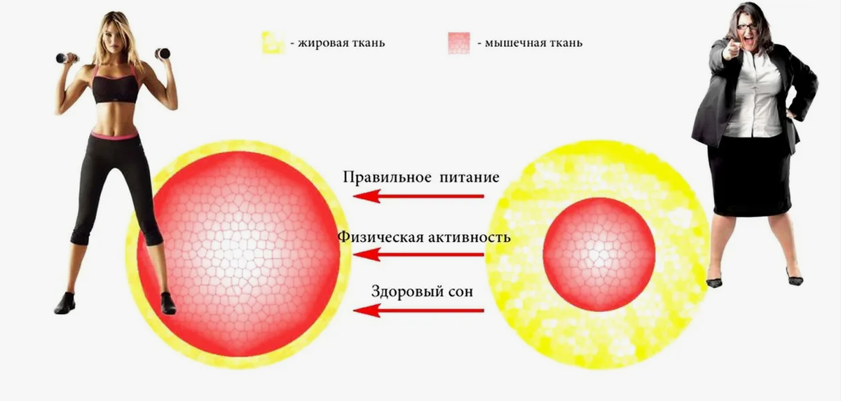 питание vs активность
