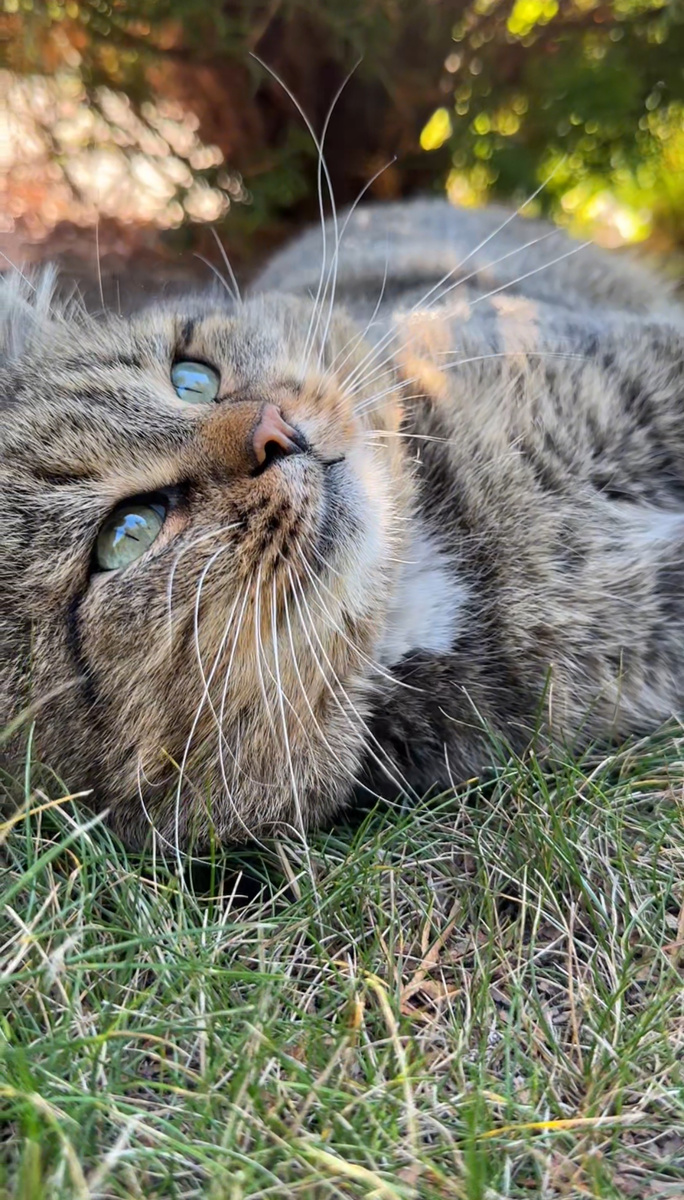 Лесной кот Барсик