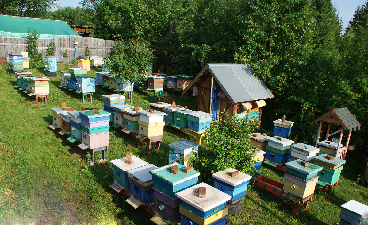 На ДЕРЕВЕНСКОЙ ПАСЕКЕ.