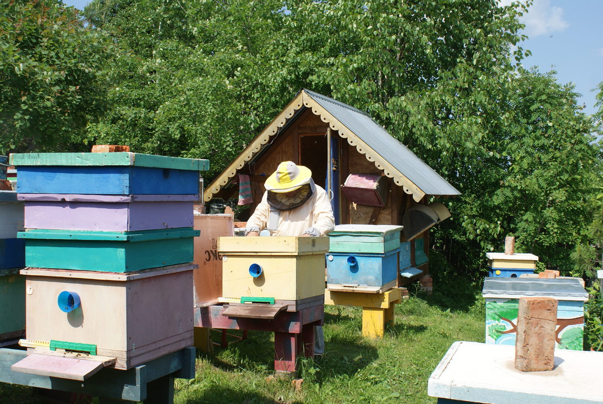 Рабочие моменты на пасеке.