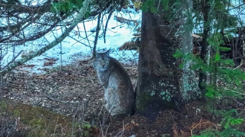     Рысь в Алтайском биосферном заповеднике. Алтайский биосферный заповедник