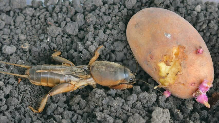 Медведка и клубень картофеля, чтобы вы могли оценить размеры "зверя" и ее урон клубням