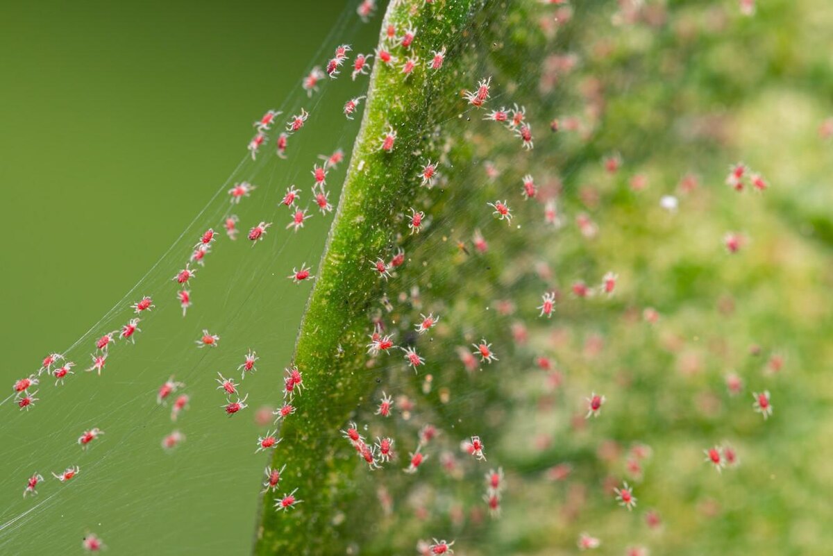 IamTK / Shutterstock / FOTODOM📷Атакам клещей особенно подвержены растения с мягкими листьями