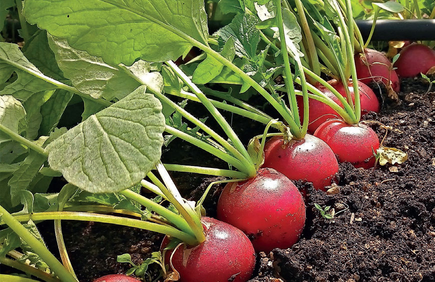 Эту культуру многие готовы выращивать весь сезон, и даже осенью,