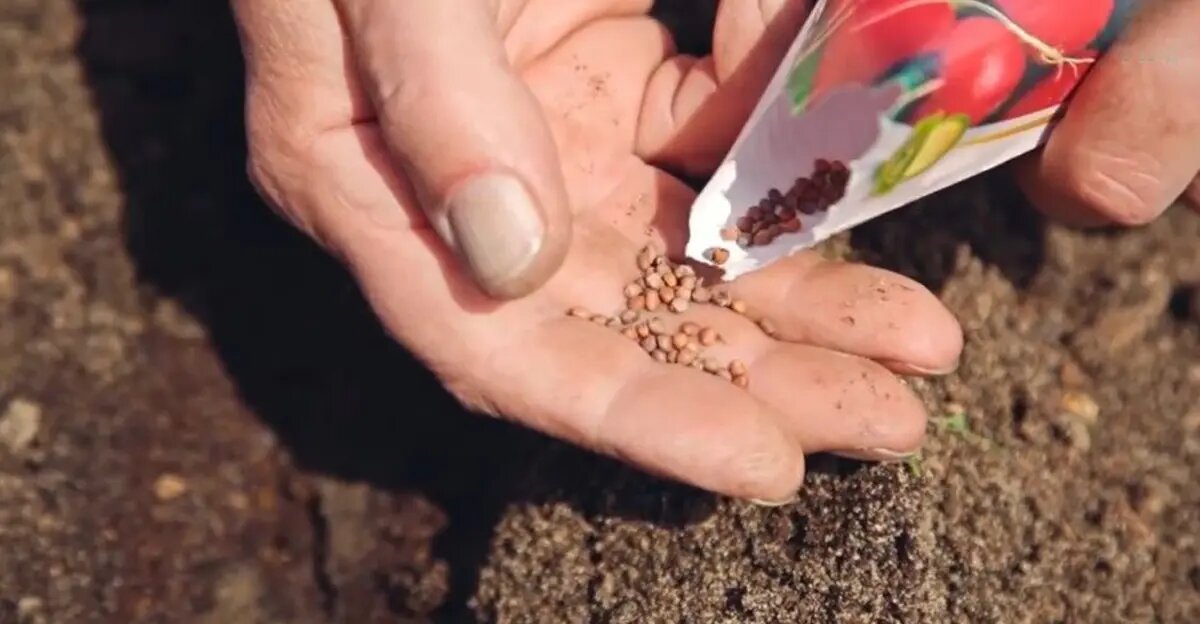 Надо обращать на все нюансы выращивания этой культуры, чтобы получить идеальный урожай