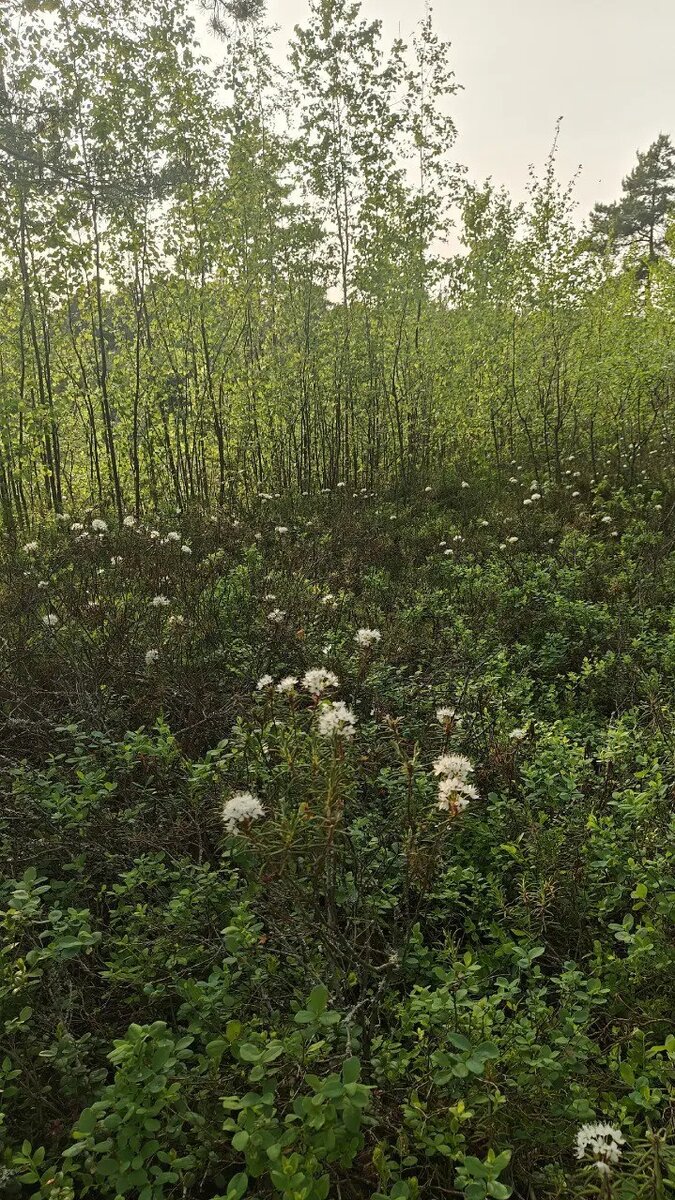    Фото: Telegram-канал биолога Павла Глазкова «Каждой твари по паре»