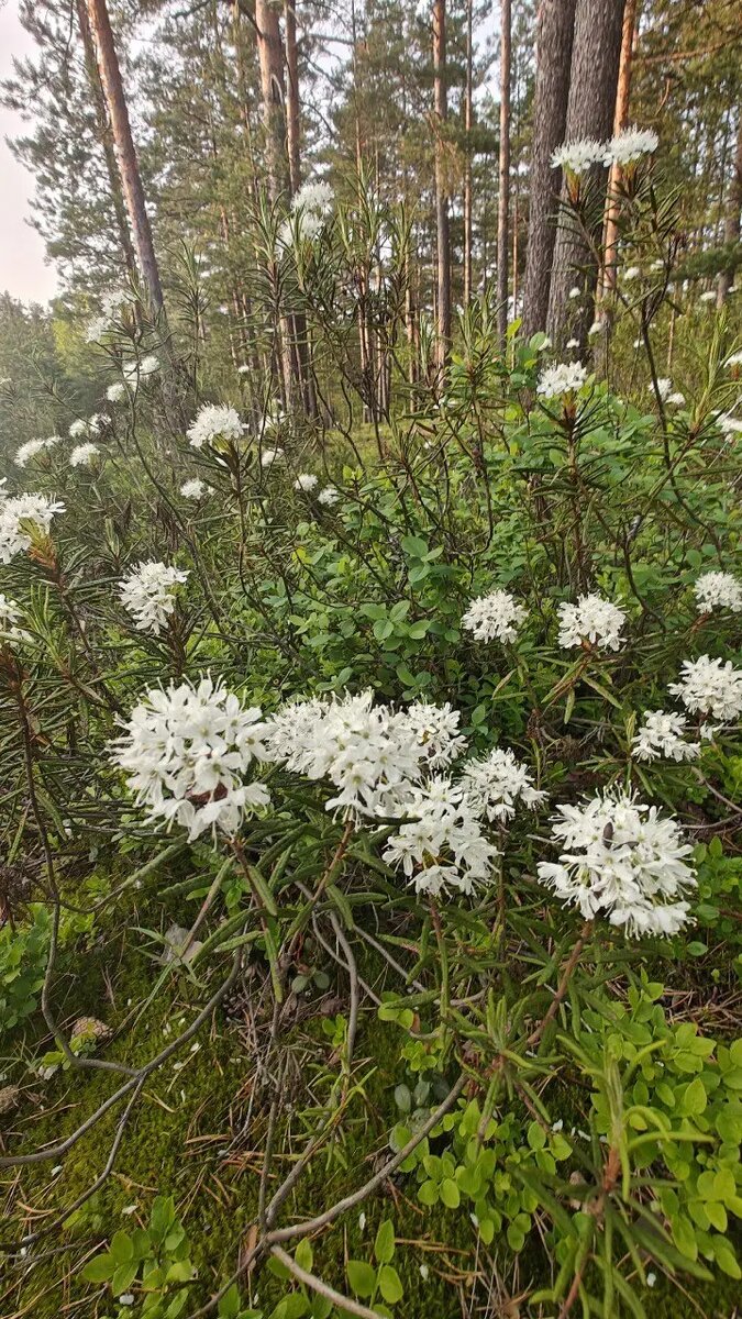    Фото: Telegram-канал биолога Павла Глазкова «Каждой твари по паре»