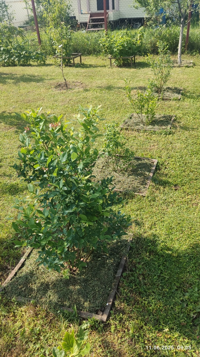 Вот они - четыре кустика голубики