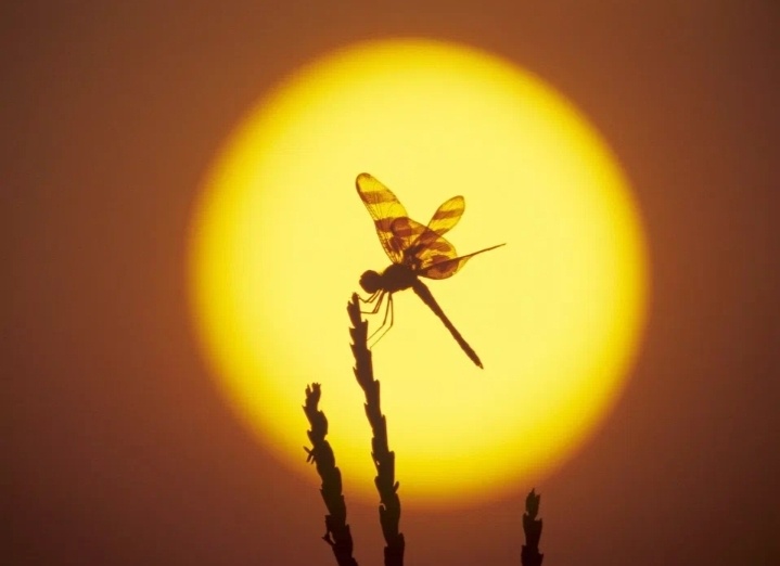 Макушка лета... 