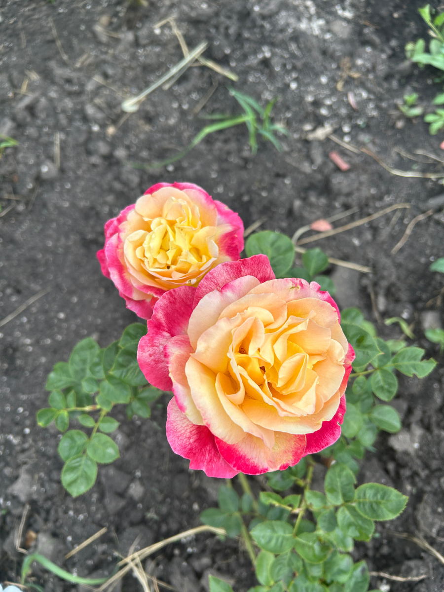 Это мои розы