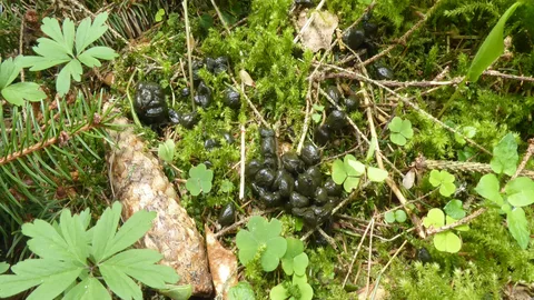 "Золото". фото из интернета