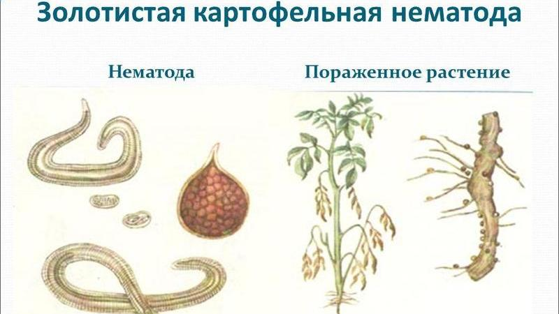"Увидели жёлтые шарики — объявляйте карантин": золотистая нематода и её опасность