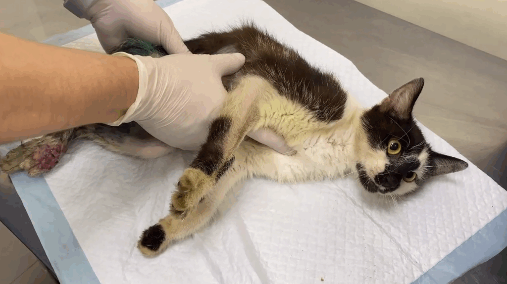    Фото: "Верность" Елена Воронцова