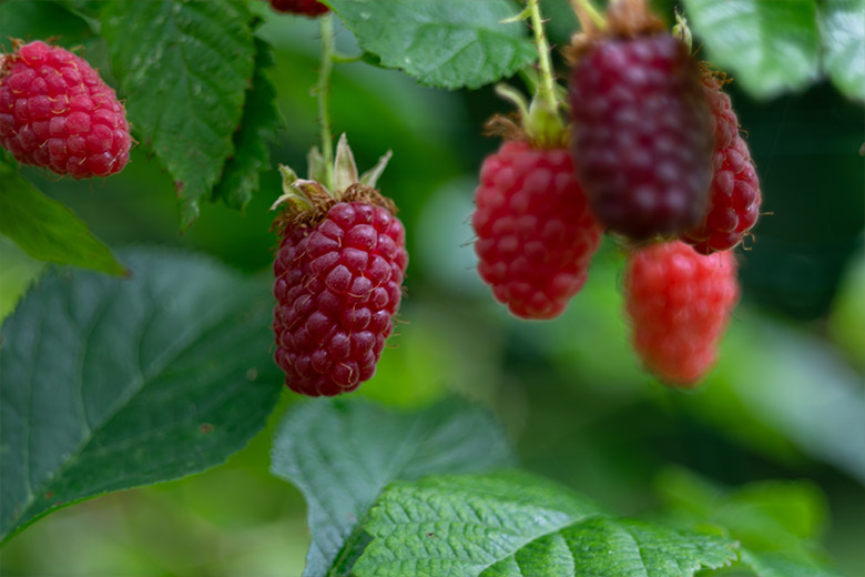    Shutterstock/FOTODOM