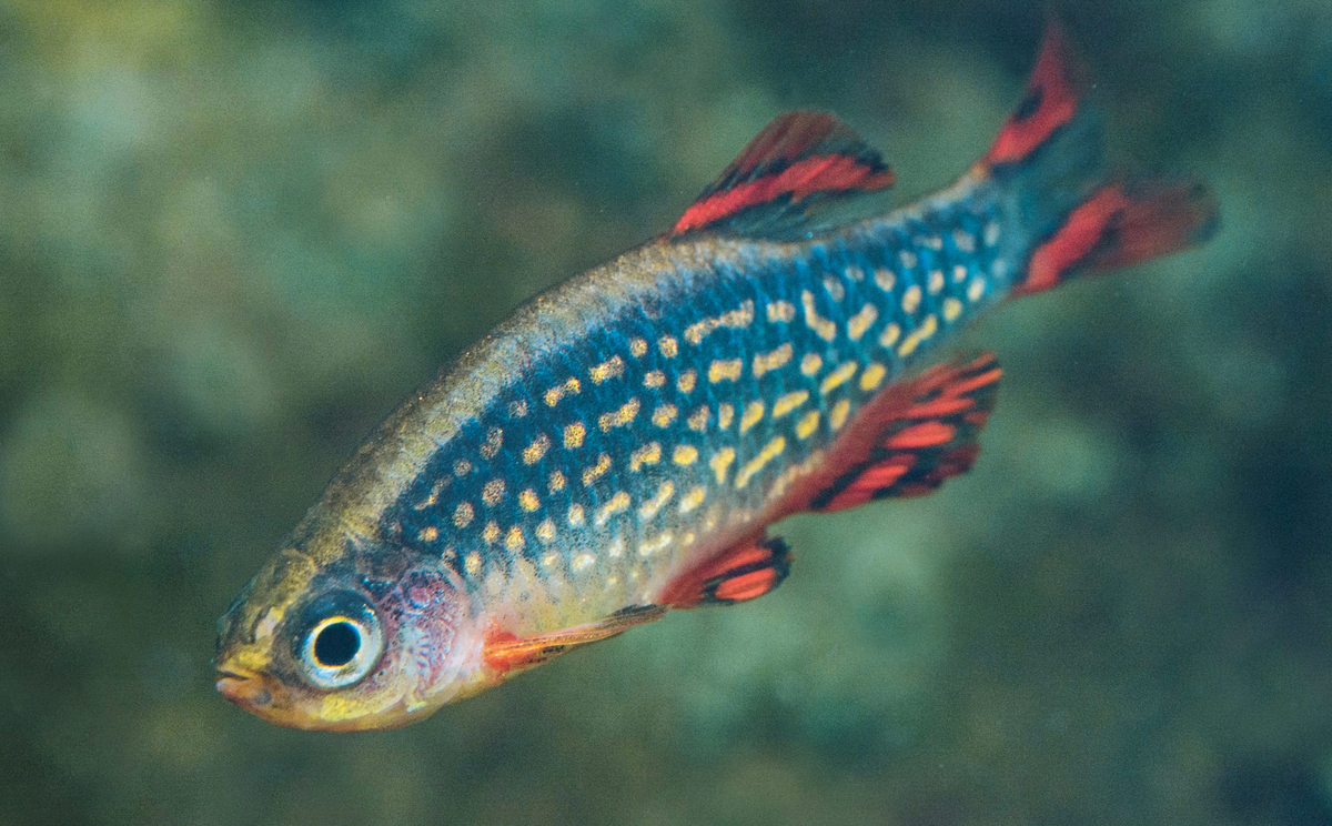 Микрорасбора Галактика - красивейшая маленькая рыбка, с шикарным ресунком по бокам похожим на звезды. Потому и получившая своё название.