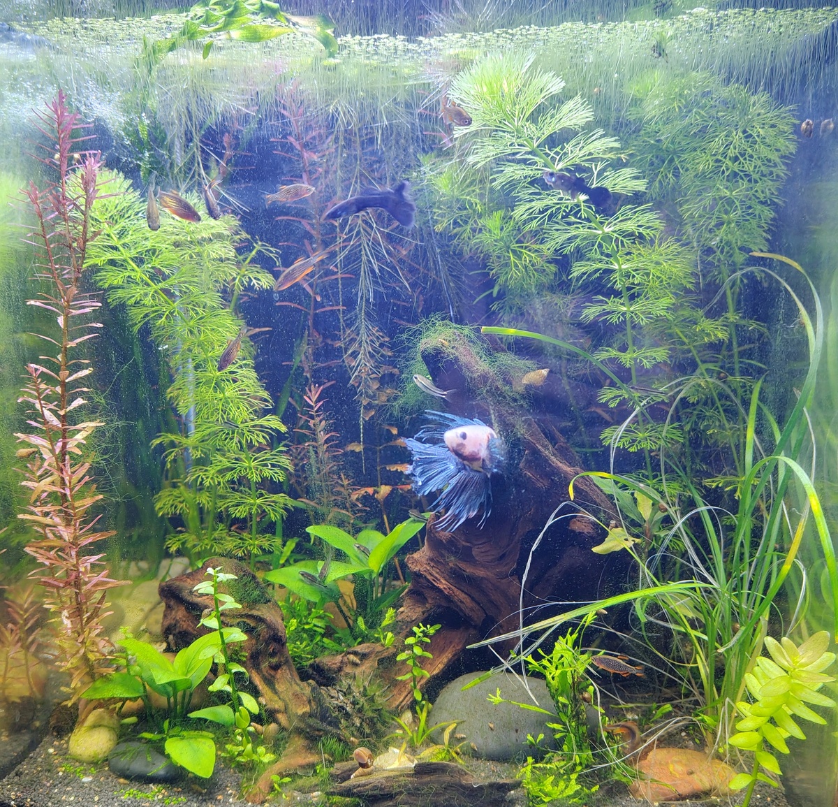 У меня в 30 литрах живут 8 микрорасбор на текущий момент, думаю может быть докупить еще несколько. Видите их - вот они какие маленькие по сравнению с петушком.