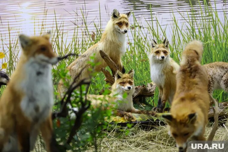 Дикие лисы представляют опасность для людей и животных. Фото: Размик Закарян © URA.RU