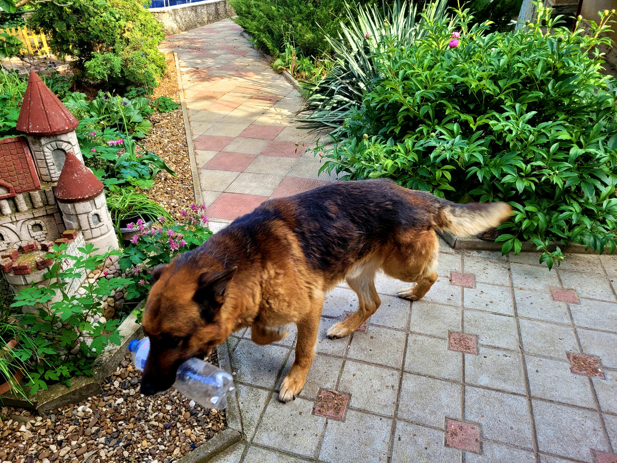 Наш холерик Гуччи, всегда в движении)))