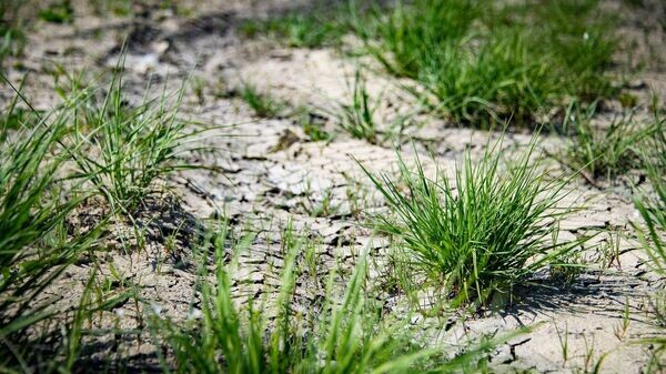    © РИА Новости Крым . Дмитрий Макеев