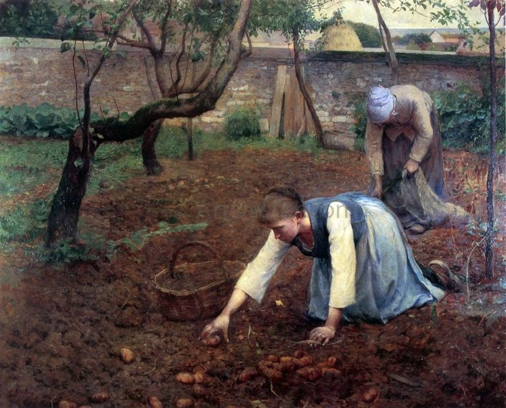 Реальные усилия по массовому внедрению картофеля начались при Екатерине II. 