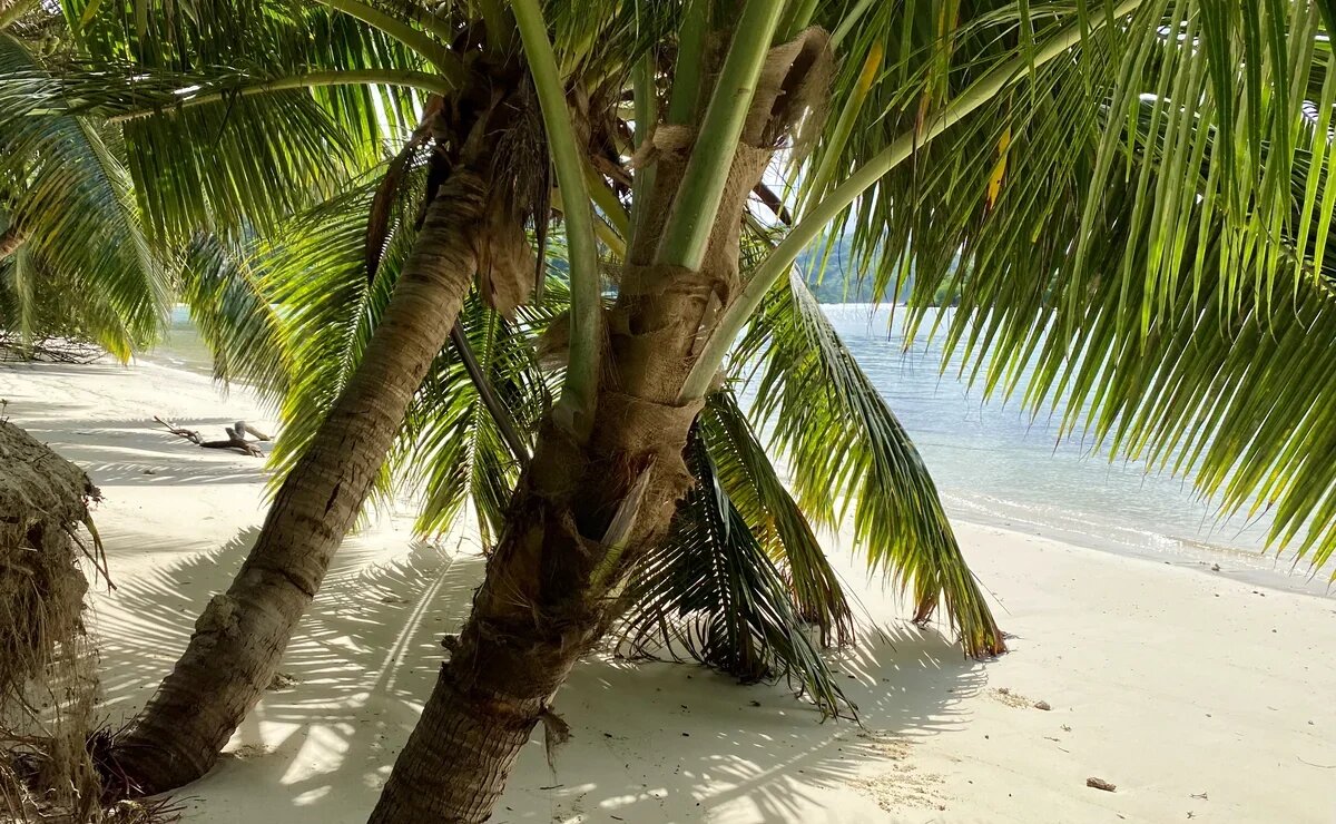    Каждый девятый турист на Сейшелах в 2025 году - из России