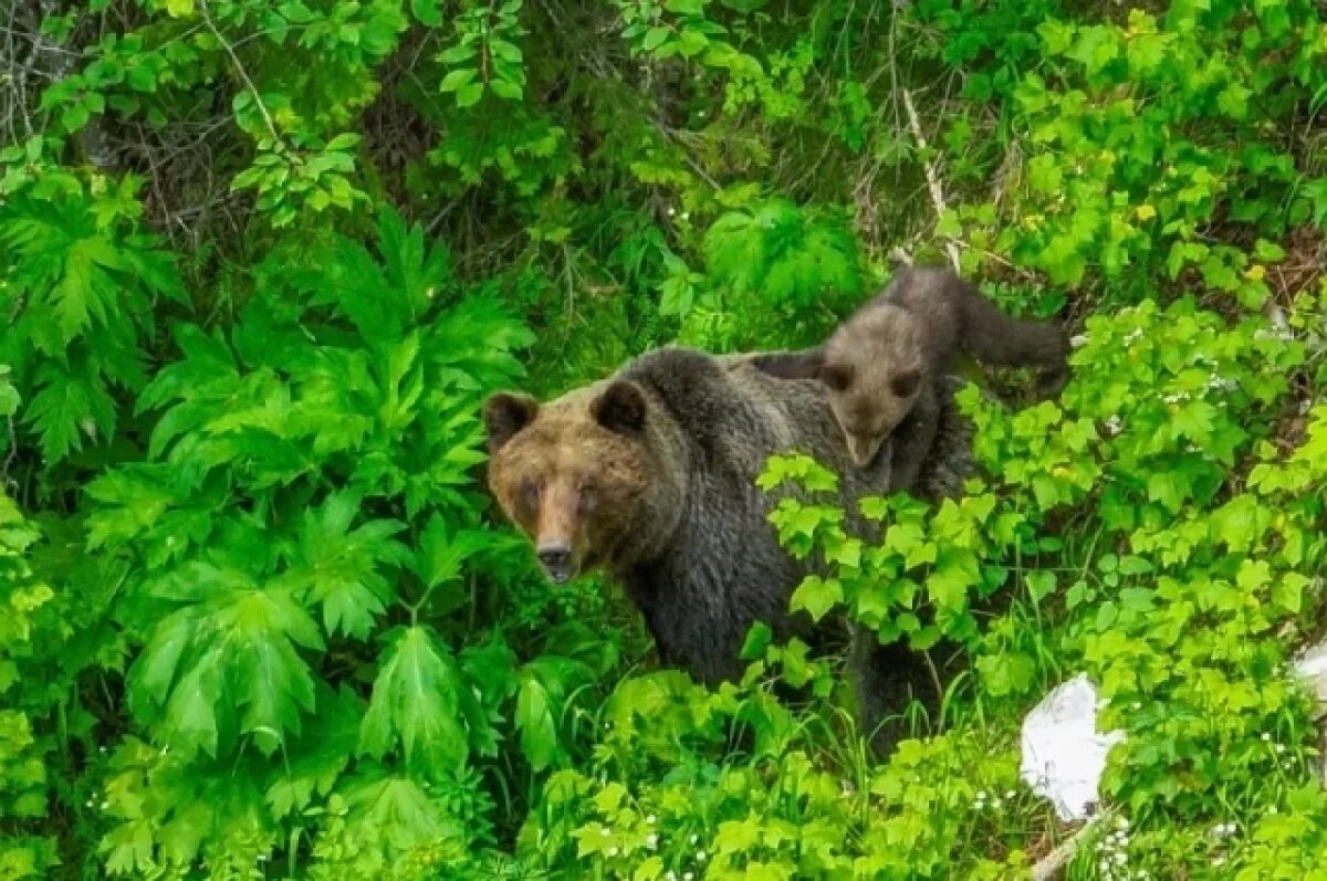    На Алтае сфотографировали, как медвежонок катается верхом на маме-медведице