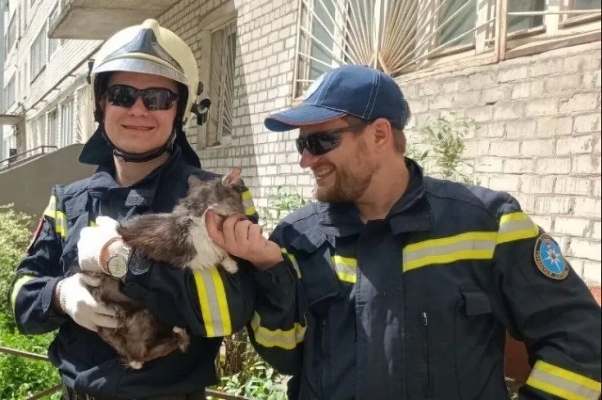    Спасатели Перми эвакуировали с козырька подъезда выпавшего из окна кота