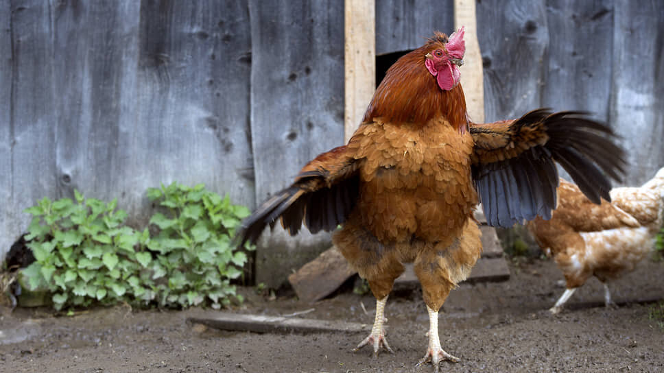 Фото: Сергей Бобылев / Коммерсантъ
