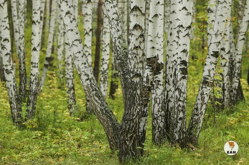    Архивное фото ЕАН