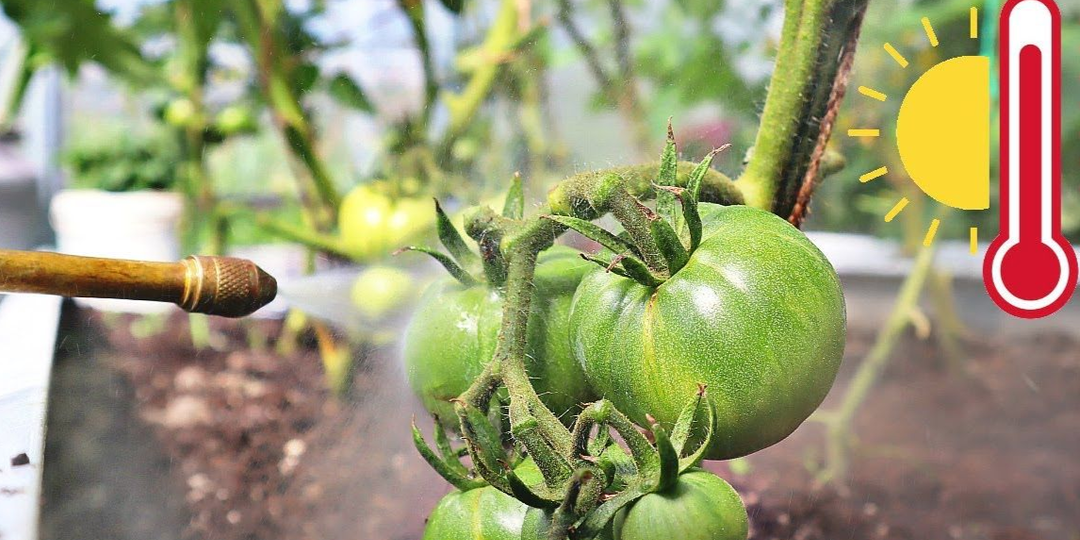 Монофосфат калия для помидоров: как сохранить урожай в знойную погоду