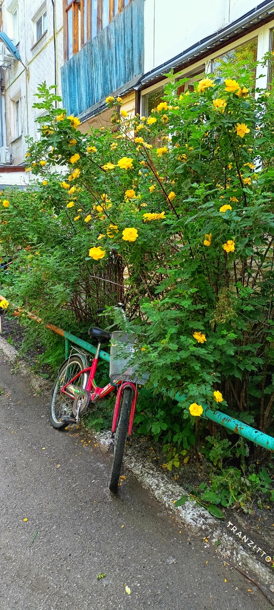 Жёлтый шиповник 