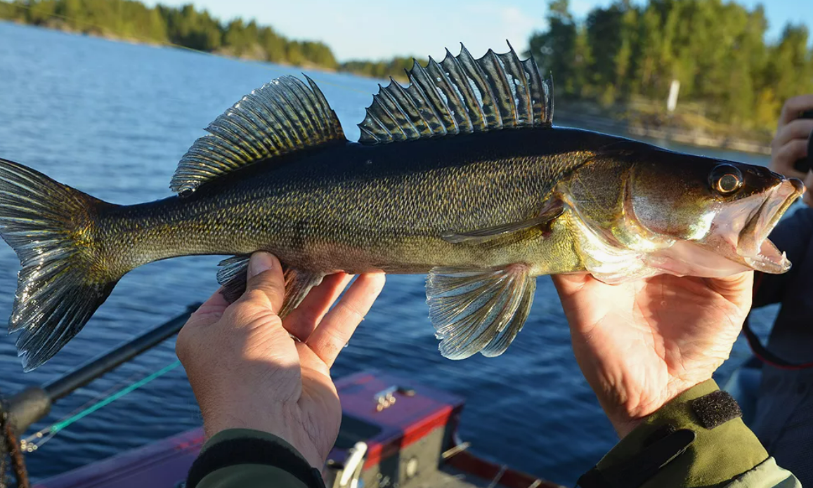 Судак в Карелии: где поймать трофейный экземпляр