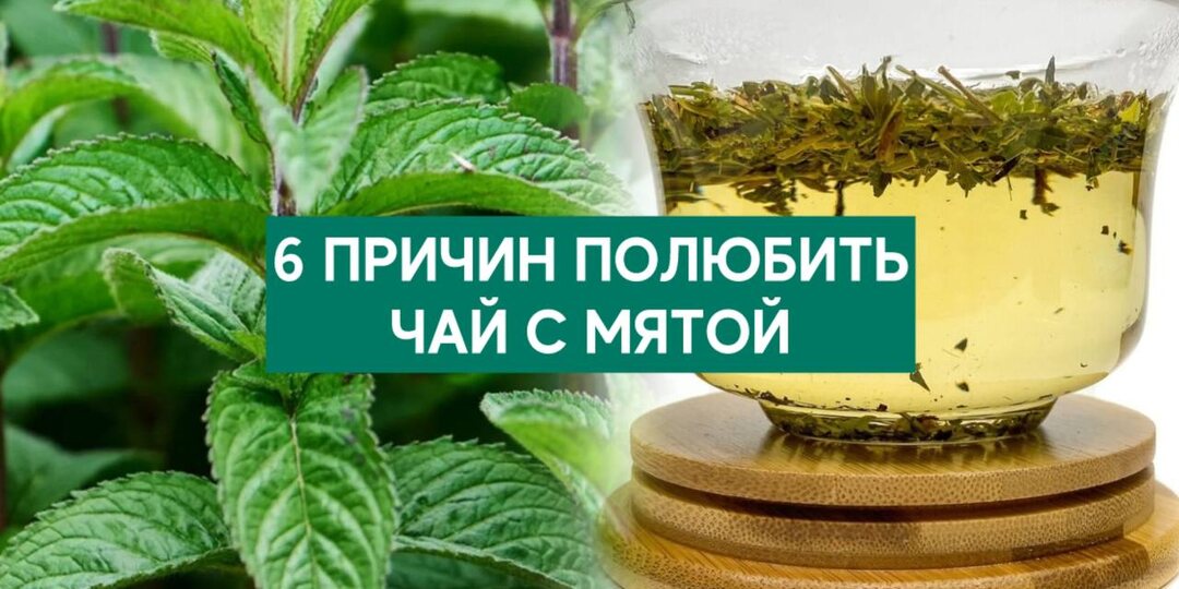 Шесть причин полюбить чай с мятой