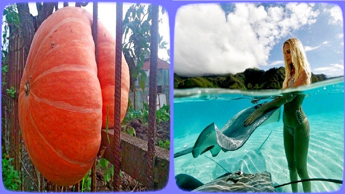 15 абсурдных фото про лето, от которых теряешь дар речи