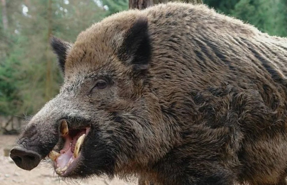 Дикий кабан
