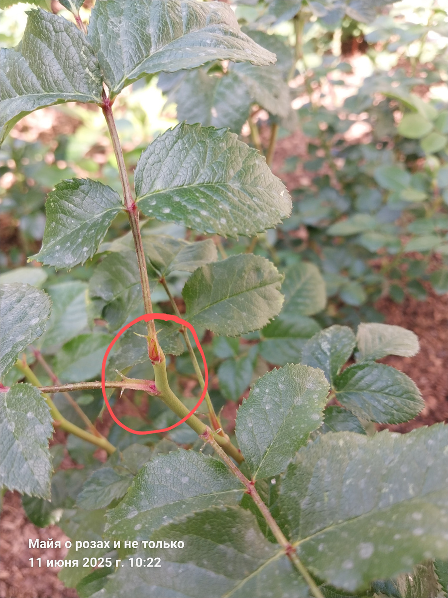 Начало "прозревания" слепого побега