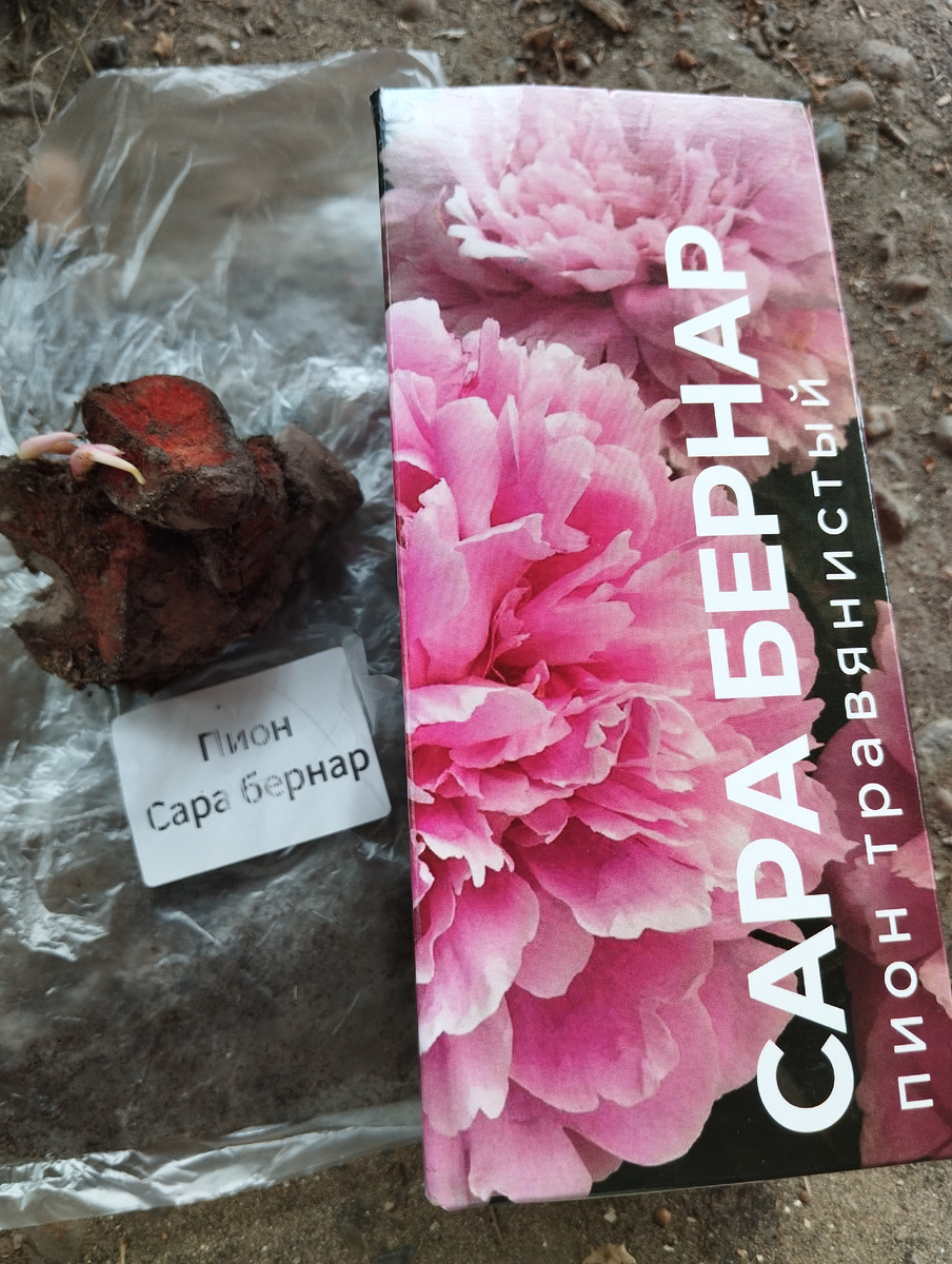 Пион сорта Сара Бернар куплен в сетевом продуктовом магазине 01.06.2025г. Фото автора, Ворошиловой М. В.