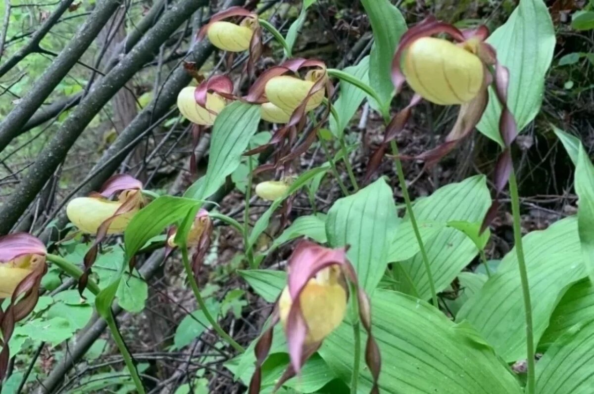    В Рязанской области ученые нашли редкий вид орхидеи