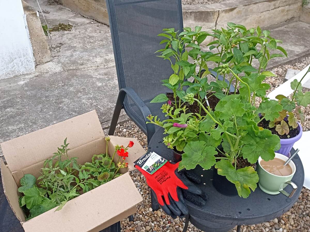 Садово-огородные дела – не дешевое удовольствие в Б-г. Рассада помидоров 1,5 лв за корень (75 руб). Герань стоит от 3,5 лв, а моя на фото 8 лв (400 руб), потому что это сорт Калиопа (гигантская герань с огропными шапками цветов). Разных кустиков нужно много, чтобы засадить сад.