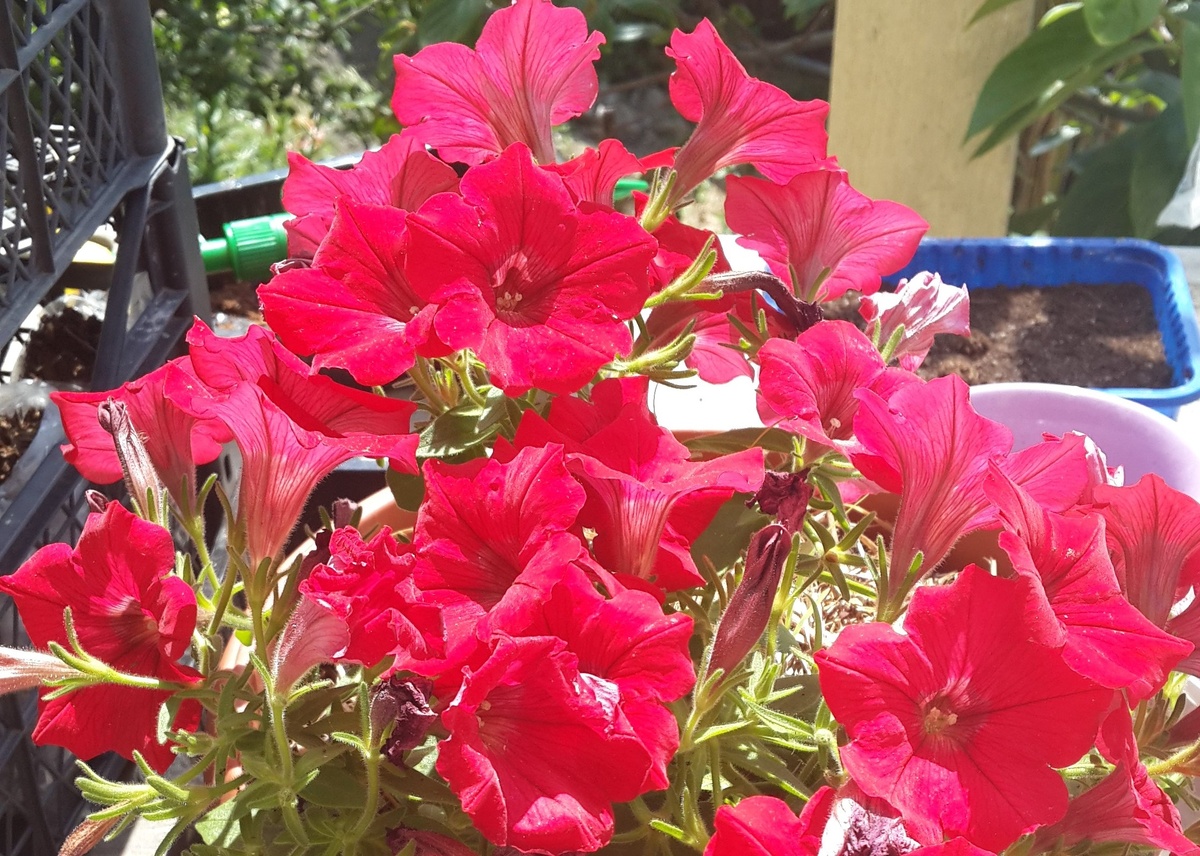 Календарь садовода-огородника с 12 по 16 июня 2025. Фото автора