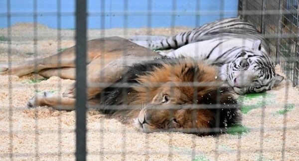    РИА «Новости»