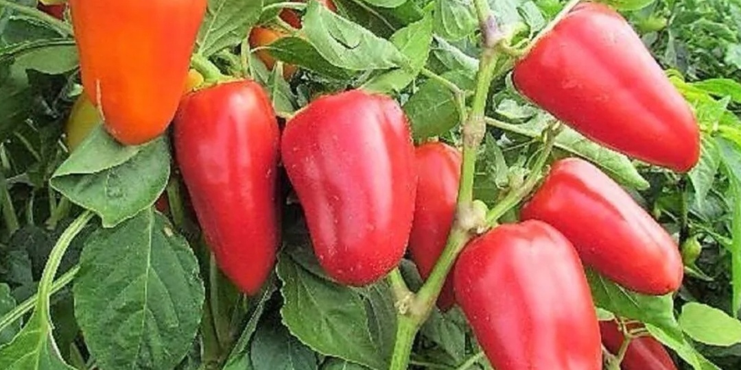 Вот так надо формировать перцы, чтобы получить обильный урожай