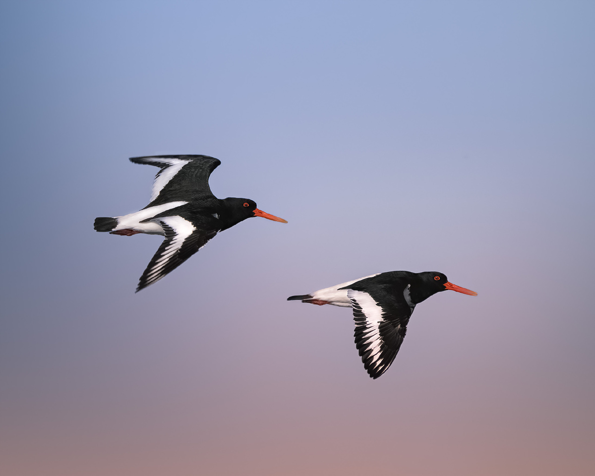 Кулики сороки проносятся над морем и исчезают в закате