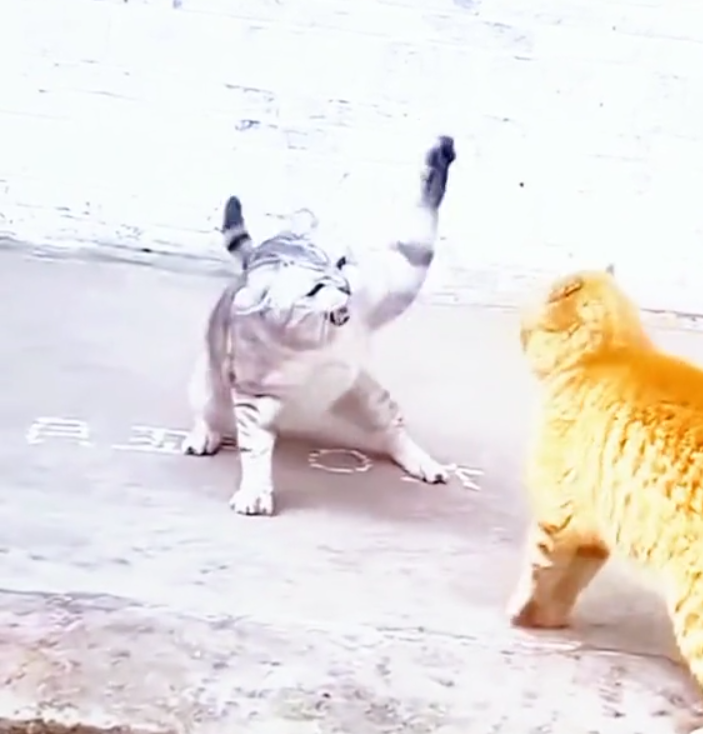 Кошачьи бои 
