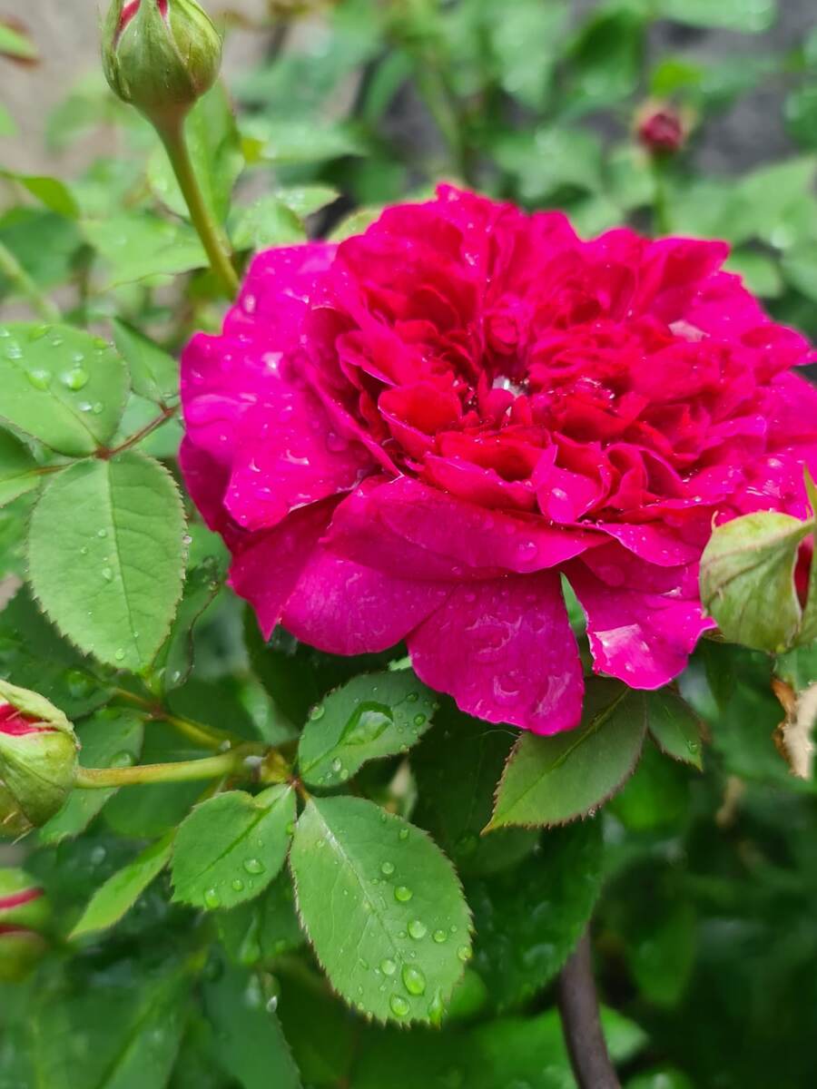 Мой прошлогодний пересорт