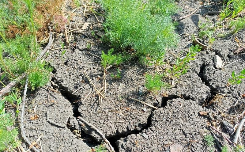    засуха Марина Ецкова