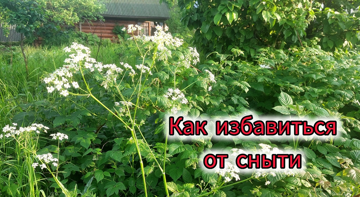 Отдать должное сныть выглядит очень симпатично.