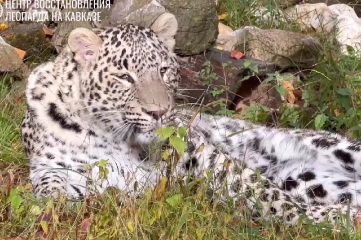    Ученые уверены, что леопарды из Сочи дали потомство в Северной Осетии